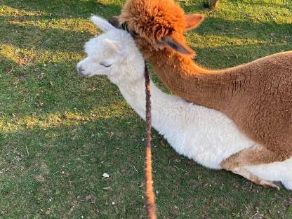 Bild 2:Alpaka Hengst Jasper