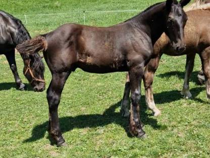 Bild 2:Noriker Hengstfohlen Ernesto