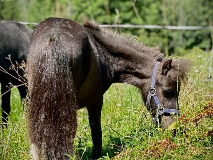 Bild 5:Mini Shetland Pony Hengst