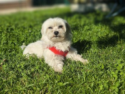 Wegen Zuchtverkleinerung mehrere tolle Hunde abzugeben