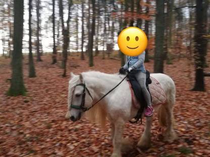 Fellponyhengst