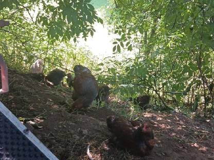 Bild 2:Brahma Hähne