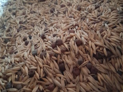 Bild 2:BIO Hafer-Peluschken-Gemenge zu verkaufen