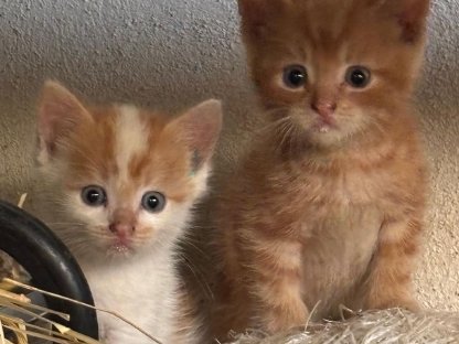 Katzenbabys