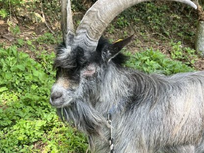 Bild 2:Blobeziegenbock
