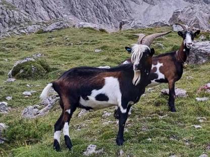 Tauernschecken Bock