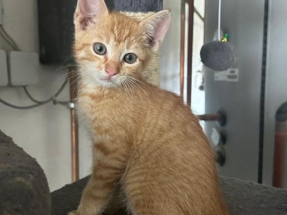 Verkaufe verschmuste Katzenwelpen