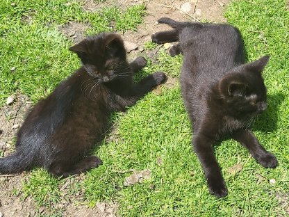 Bauernhof-Katzenbabys