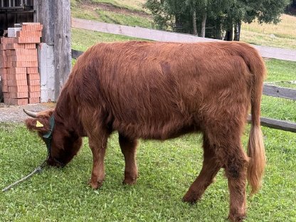 Bild 4:BIO Hochlandrinder Kalbin