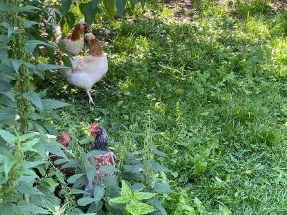 Bild 4:Hennen, Hähne und Küken abzugeben