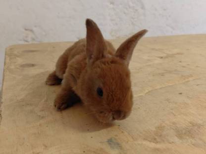 Bild 6:Mini Rex Hasen