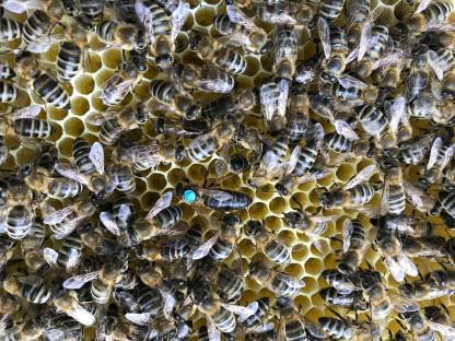 Bild 7:Ableger, Bienenvölker, Bienenkönigin