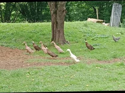 Enten