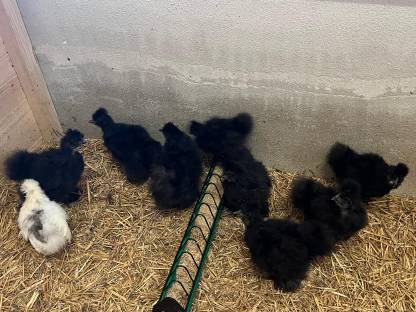 Bild 2:Seidenhühnerküken