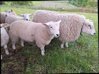 Bild 3:Texel Bock / Widder