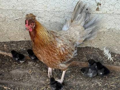 Bild 2:Altsteirer Glucke mit Küken