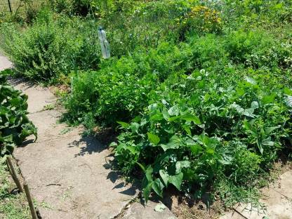 Bild 2:Gemüsegarten