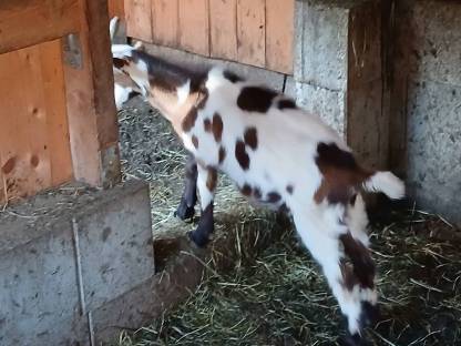 Bild 3:Tauernschecken Bockkitze