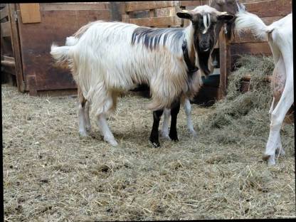 Ziegenbock
