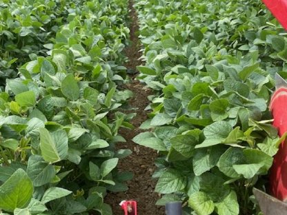 Bild 7:Steketee EC Weeder Kamera Hackgerät 6 Reihen Fingerhacke