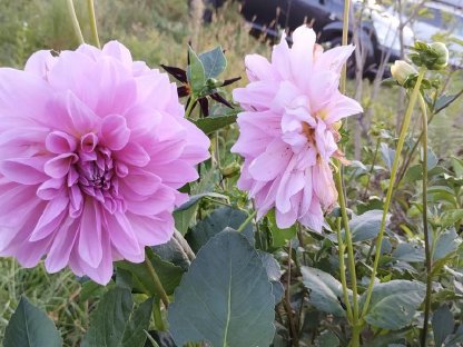 Bild 3:Acker/Wiese für Gartenflächen (Klagenfurt u. Umgebung)