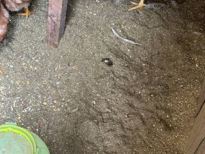 Bild 3:Hühnerwald Einstreupellets