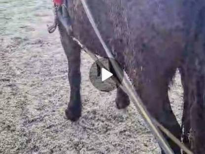 Bild 2:Noriker Gespann ein- und zweispännig