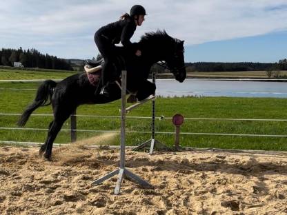 Bild 5:Wunderschöne Rappstute