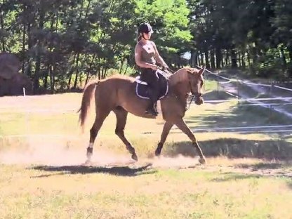 Bild 3:Liebe 6-j. Kisberi Stute