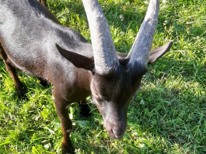 Bild 5:Aosta Böcke von halbjährig bis 2,5-jährig