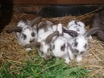 Zwergkaninchen Zwerghasen