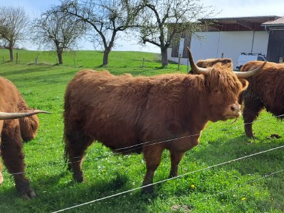 Bild 2:3jährige Hochlandrind Kuh mit Kuhkalb zum Verkaufen