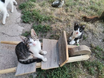 Katzenbabys