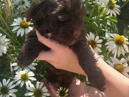 Bild 4:Bollipoo-Welpen und Toypudel mit Ahnentafel