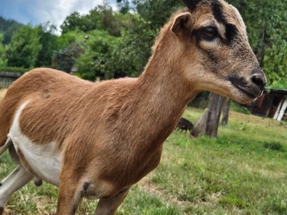 Bild 4:Kamerunschafe