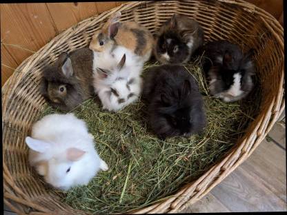 Bild 3:Löwenkopf Zwergkaninchen in allen Farben