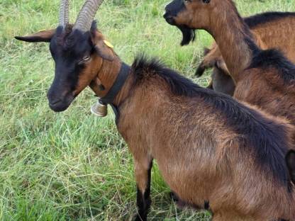 Bild 3:Pinzgauer Ziegen