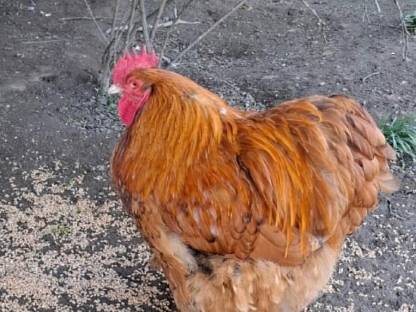 Bild 2:Orpington Hähne