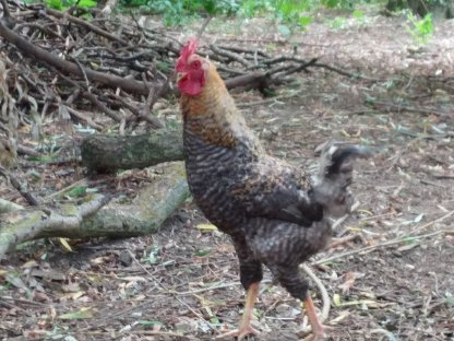 Bild 9:Waidhofen/Thaya: Hahn sucht Hennen