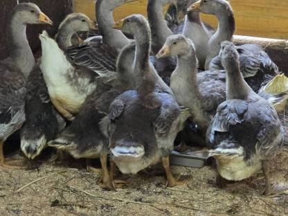 Bild 4:Junge Graugänse