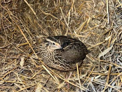 Bild 2:Reinrassige Wachteln