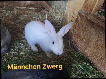 Bild 3:Kaninchen-Mischlinge