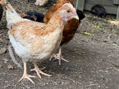 Bild 3:Zu Verschenken! Oliv Leger-Sulmtaler Hahn