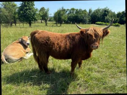 Bild 5:Highland-Rinder (Färsen), 1-5 Jahre, teils trächtig
