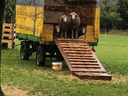 Bild 2:Schaf-Ziegenanhänger