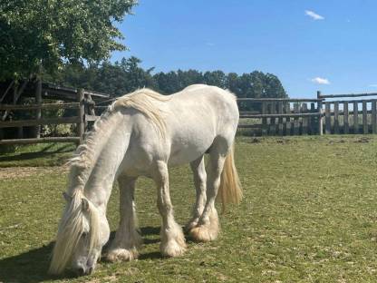 Bild 7:Fellponyhengst