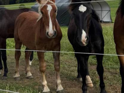 2 Noriker Hengst Jährlinge