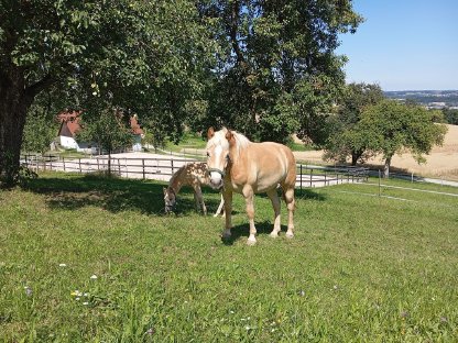 Bild 3:Haflinger Wallach Aron