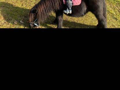 Pony