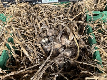 Bio Knoblauch